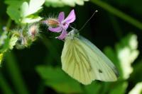 Pieris napi