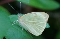 Pieris brassicae