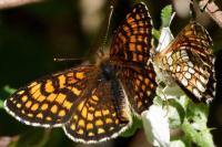 Melitaea athalia