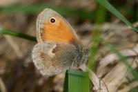 Coenonympha pamphilus