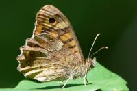Pararge aegeria
