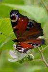 Aglais io
