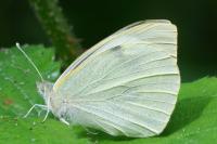 Pieris brassicae