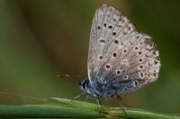 Polyommatus icarus