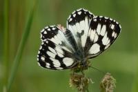 Melanargia galathea
