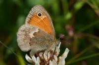 Coenonympha pamphilus