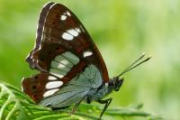 Limenitis reducta