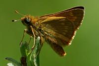 Ochlodes sylvanus