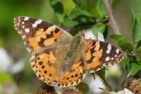 Vanessa cardui