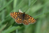Melitaea athalia