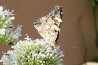 Vanessa cardui