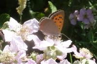 Lycaena phlaeas