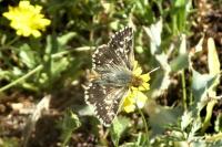 Spialia sertorius