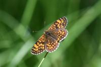 Melitaea athalia