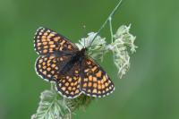 Melitaea athalia