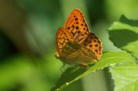 Argynnis paphia