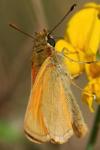 Thymelicus sylvestris