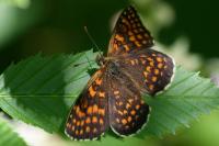 Melitaea athalia