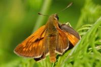 Ochlodes sylvanus