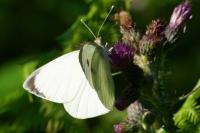 Pieris brassicae