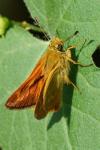 Ochlodes sylvanus