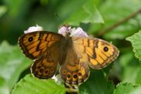 Lasiommata megera