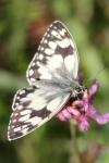 Melanargia galathea