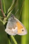 Coenonympha pamphilus