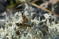 Spialia sertorius