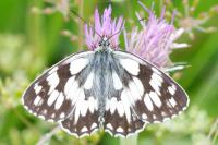 Melanargia galathea