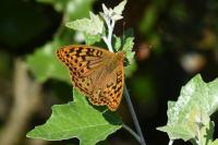 Argynnis pandora