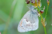 Coenonympha pamphilus