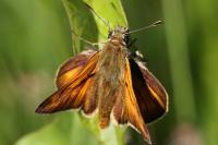 Ochlodes sylvanus