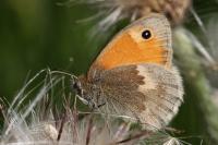 Coenonympha pamphilus