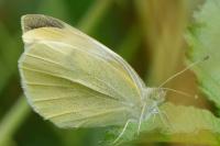 Pieris rapae