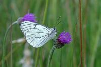 Aporia crataegi