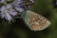 Polyommatus icarus
