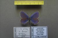 Plebejus argyrognomon