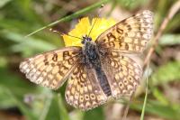 Melitaea cinxia