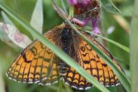 Melitaea parthenoides