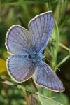 Cyaniris semiargus