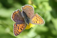 Lycaena tityrus