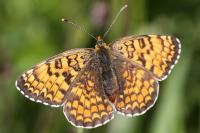 Melitaea phoebe