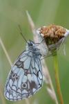 Melanargia galathea
