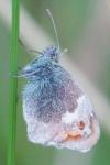 Coenonympha pamphilus