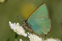 Callophrys rubi