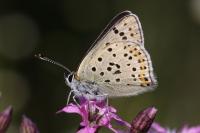 Lycaena tityrus