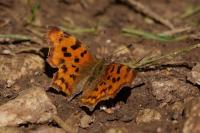 Polygonia c-album