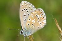 Lysandra bellargus