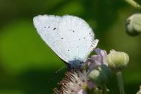 Celastrina argiolus
